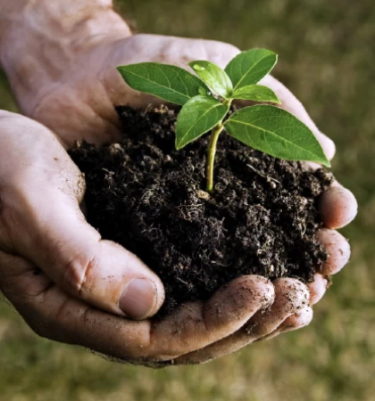 A Seed Planted with Hope