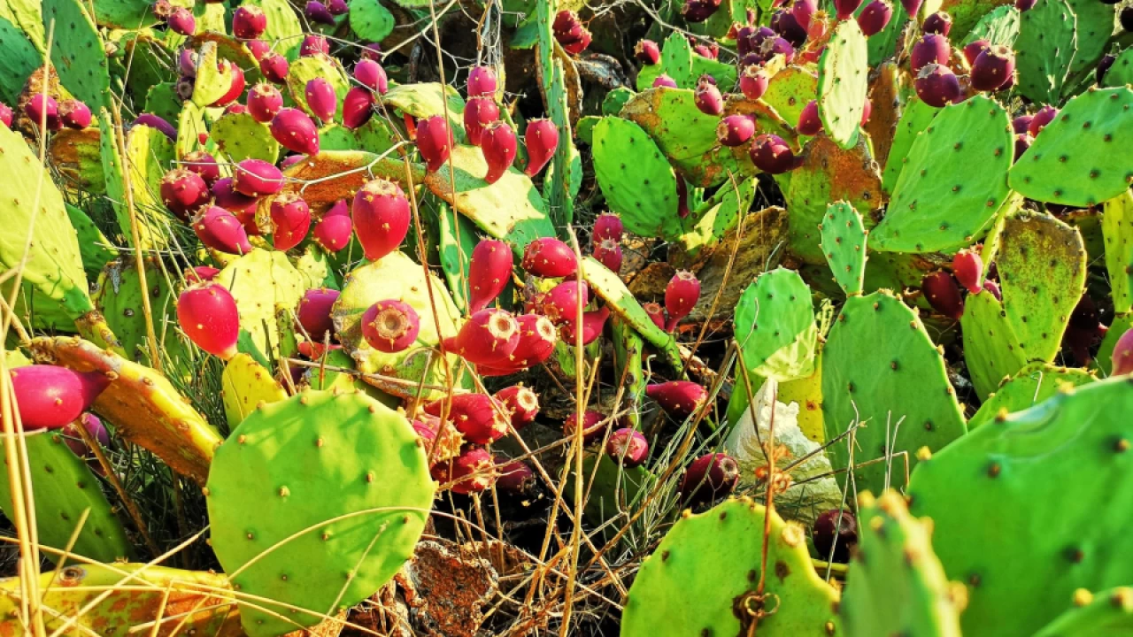 طبع میوه کاکتوس گرم است یا سرد