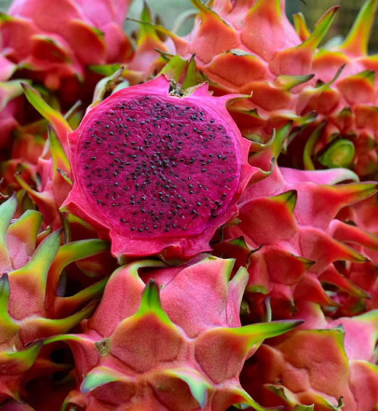 خواص میوه کاکتوس برای پوست