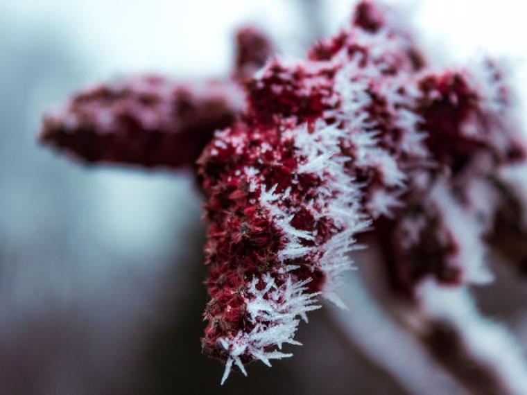 خواص سماق و تأثیرات آن بر روی