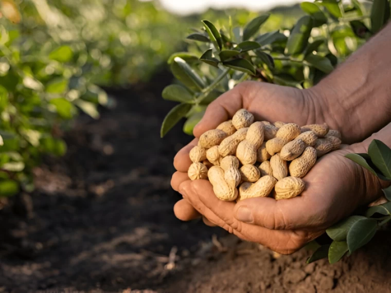 Health Benefits of Peanuts: Fr