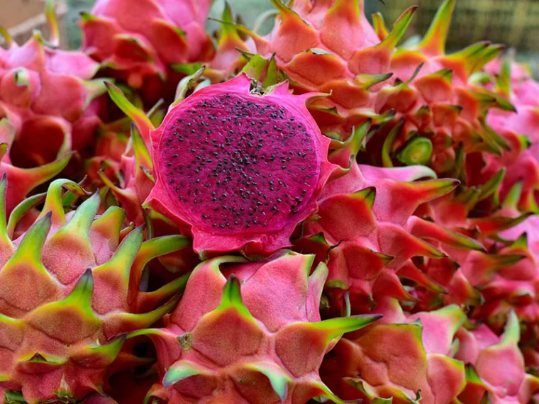 خواص میوه کاکتوس برای پوست