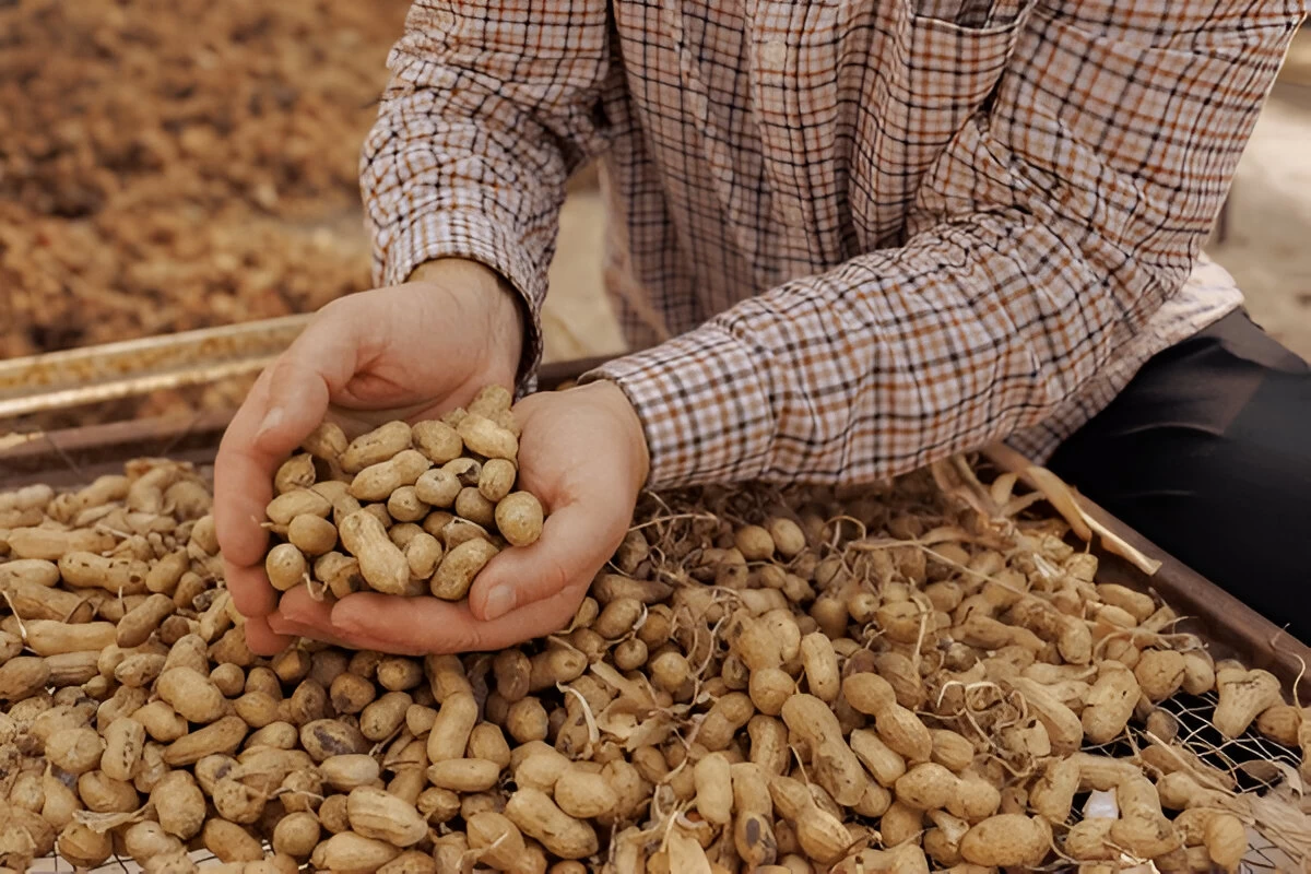 Benefits of peanuts